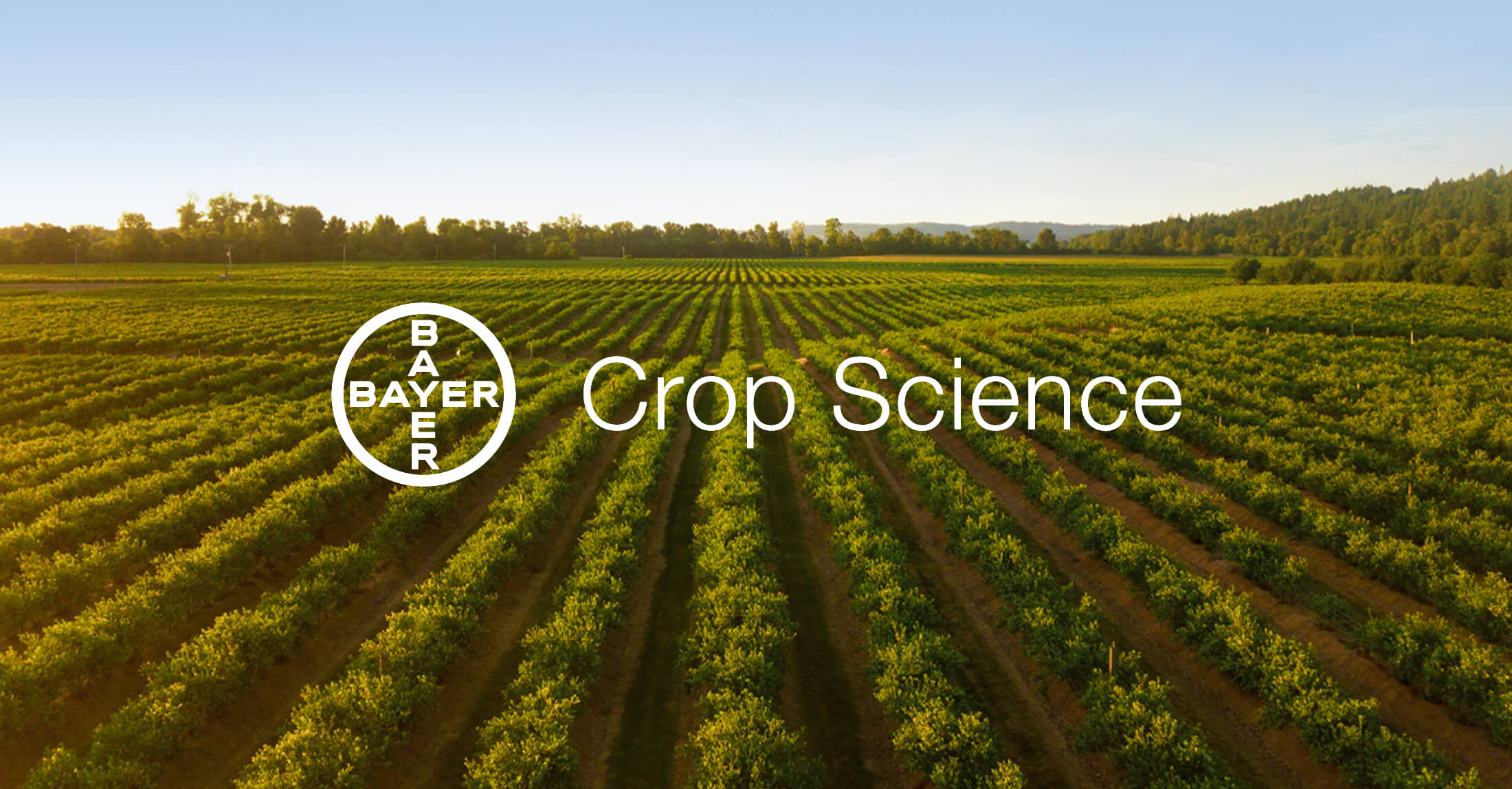 bayer crop science research report